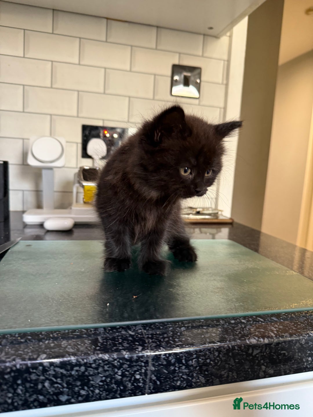 British Longhair cats for sale: British longhair kitten - Image 4