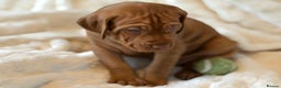 Hungarian Vizsla dogs for sale: Beautiful Hungarian Vizsla Puppies – 5⭐ Homes Only - Advert 25
