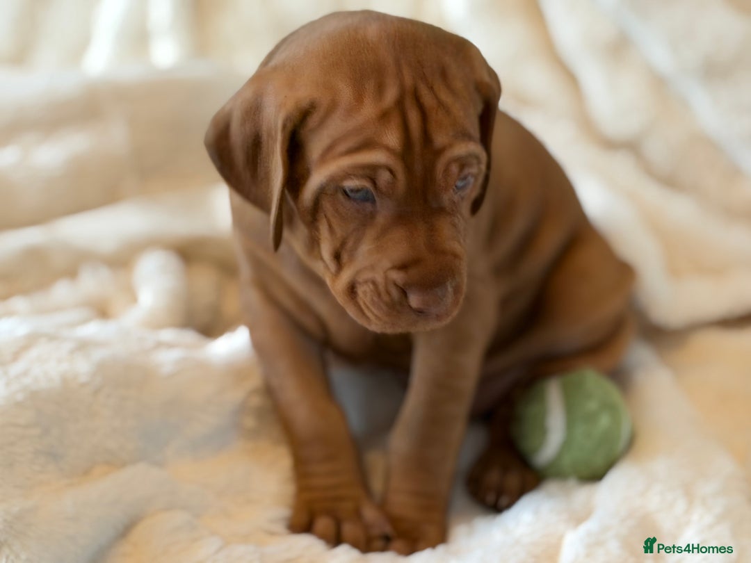 Hungarian Vizsla dogs for sale: Beautiful Hungarian Vizsla Puppies – 5⭐ Homes Only - Advert 25