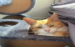 Domestic Shorthair cats for sale: 3 Different Age Cats For Sale - Image 5