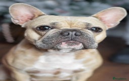 Mixed Breed dogs for sale: French bulldog x Dachshund  - Advert 8