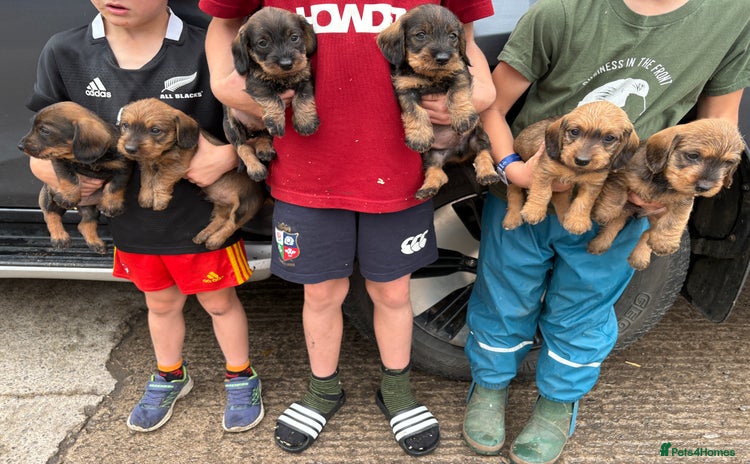 Dachshund dogs - Advert 2