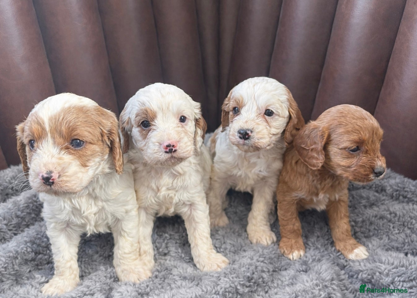 Cavapoo dogs Cavapoo puppies  - Advert 4