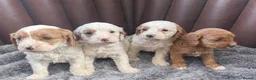 Cavapoo dogs for sale: Cavapoo puppies  - Advert 1