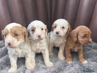 Cavapoo dogs Cavapoo puppies - Advert 4