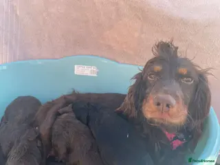 Cocker Spaniel dogs DNA tested cocker spaniels - Advert 1