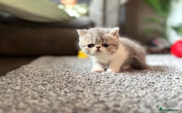 Exotic cats for sale: 4 beautiful exotic shorthair girls  - Image 12