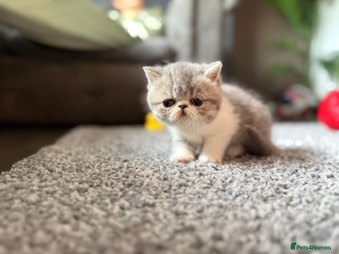 Exotic cats for sale: 4 beautiful exotic shorthair girls  - Image 12
