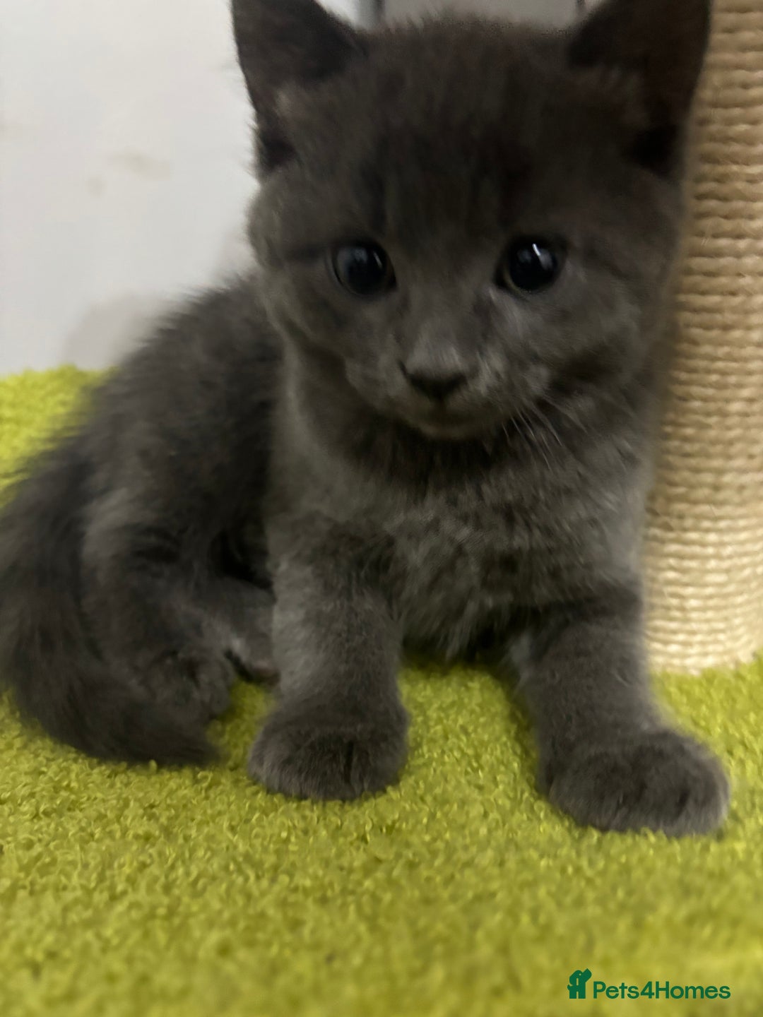 Mixed Breed cats for sale: Stunning Solid Blue/Grey Kitten-Rare Chunky Build - Advert 5