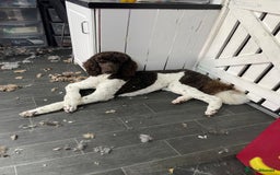 Standard Poodle dogs for stud: Brown & white parti standard poodle  - Image 3