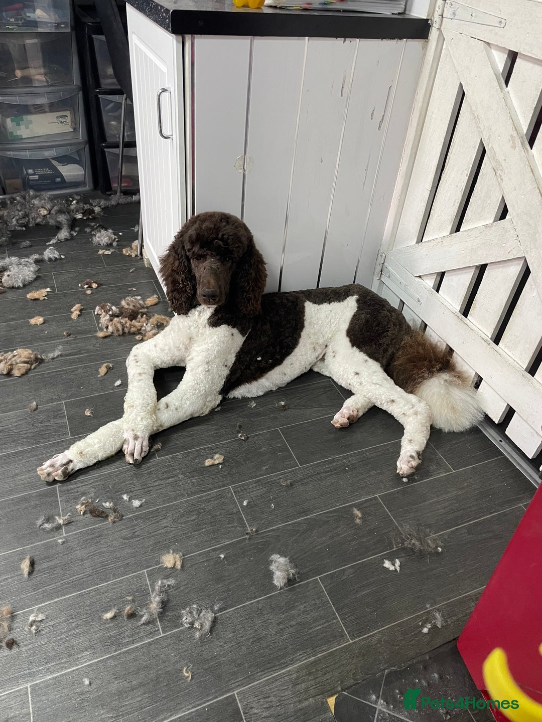 Standard Poodle dogs for stud: Brown & white parti standard poodle  - Image 3