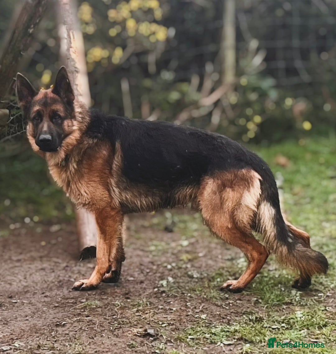 German Shepherd dogs for sale: Incredible KC reg German Shepherd - Advert 3