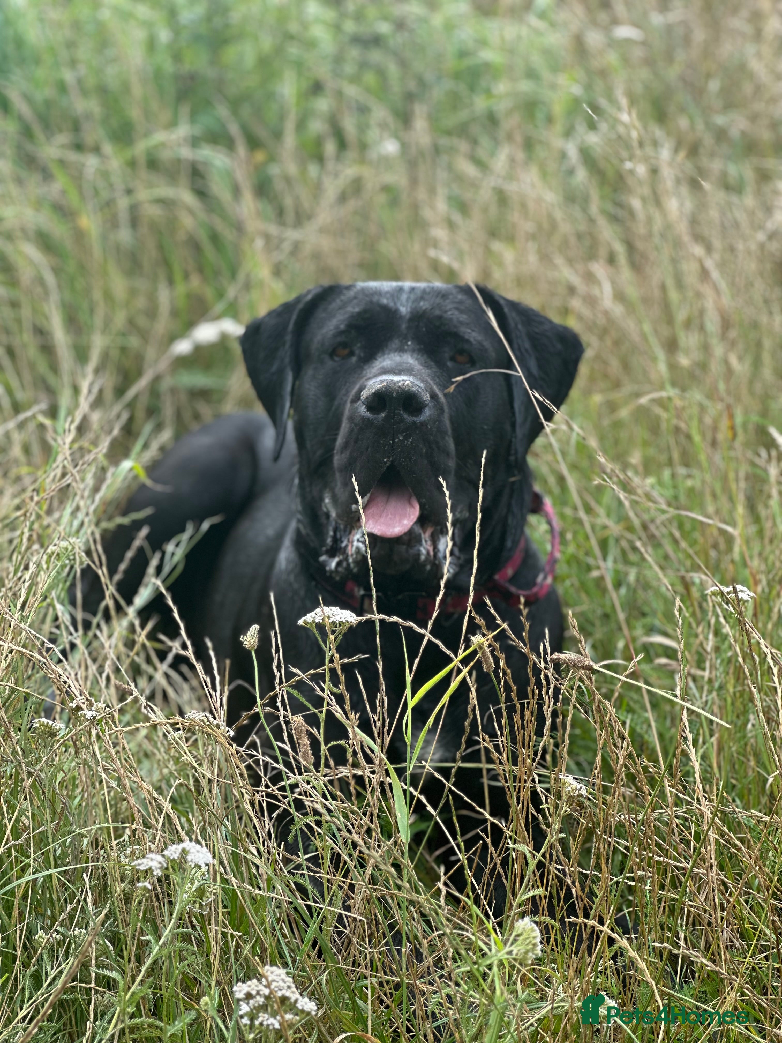 Cane Corso dogs Balestra Magica Corso IKC/FCI  - Advert 15