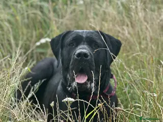 Cane Corso dogs Balestra Magica Corso IKC/FCI - Advert 4