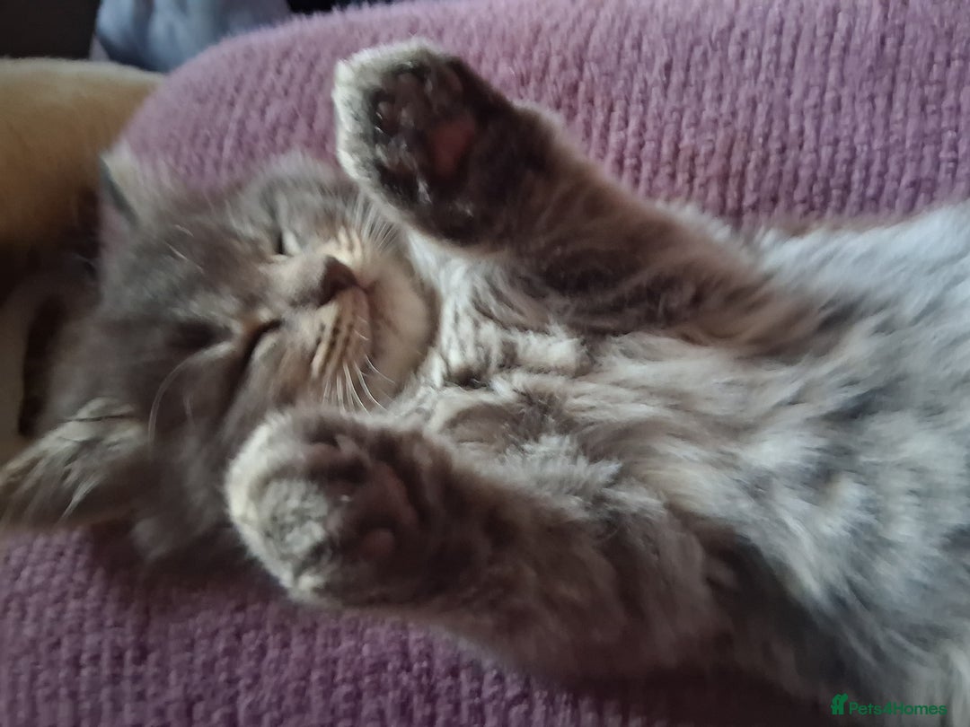 Mixed Breed cats for sale: AWESOME FLUFFY CHUNKY NORWEGIAN FOREST CAT X - Advert 12