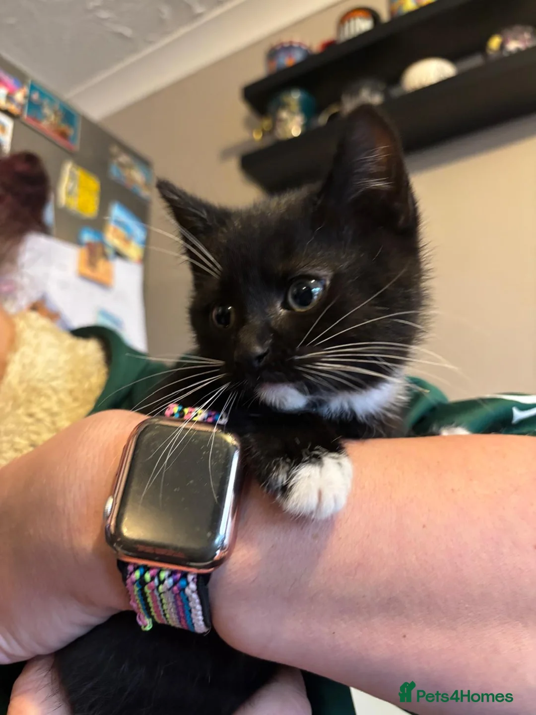 Domestic Shorthair cats for sale: One male, one female  - Advert 6