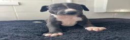 Mixed Breed dogs for sale: Whippet cross collie greyhound  - Advert 14