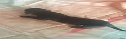 Great Dane dogs for sale: Great Dane Puppies in Londonderry - Advert 7