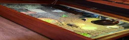 Tortoise reptiles for sale: Tortoise or other animal house in Shifnal - Advert 1