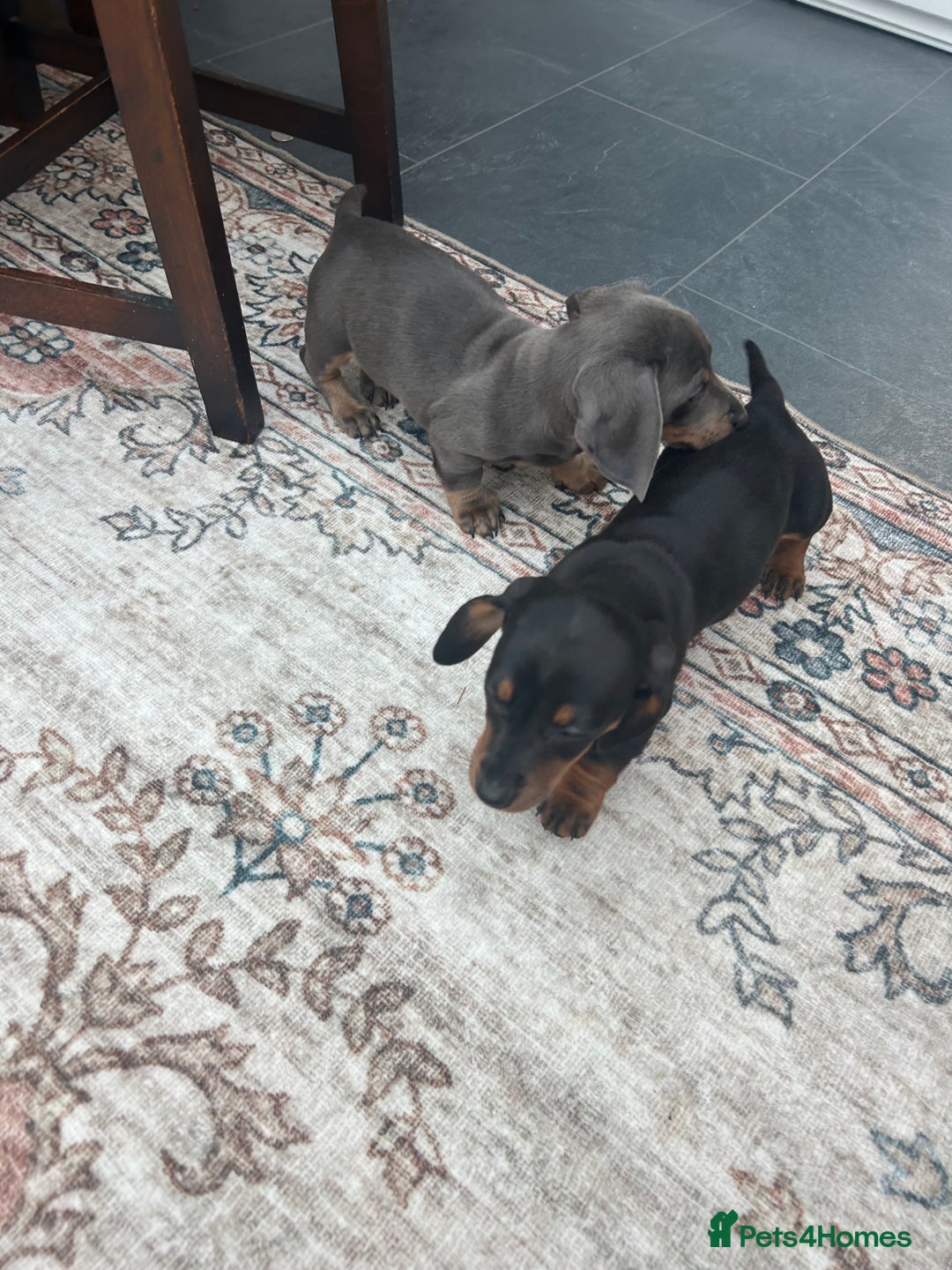 Miniature Dachshund dogs for sale: Miniature dachshund puppy’s  - Advert 6