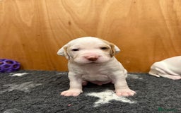 Pointer dogs for sale: French Pointer - Braque du Bourbonnais 🇫🇷  - Image 9