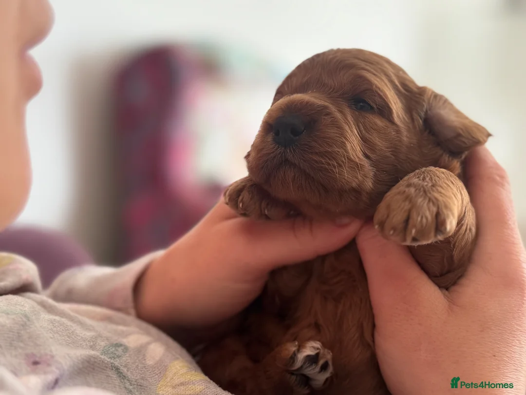 Mini Goldendoodle dogs for sale: *Stunning Mini Goldendoodle-health tested parents* - Advert 2