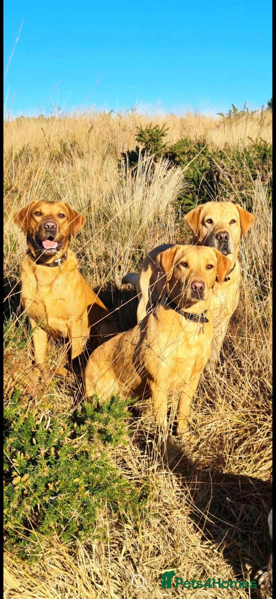 Labrador Retriever dogs for sale: KC REG Labrador working Line Fox Red - Image 10