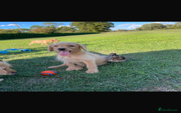 Mini Goldendoodle dogs for sale: F1 Goldendoodle puppies  - Image 4