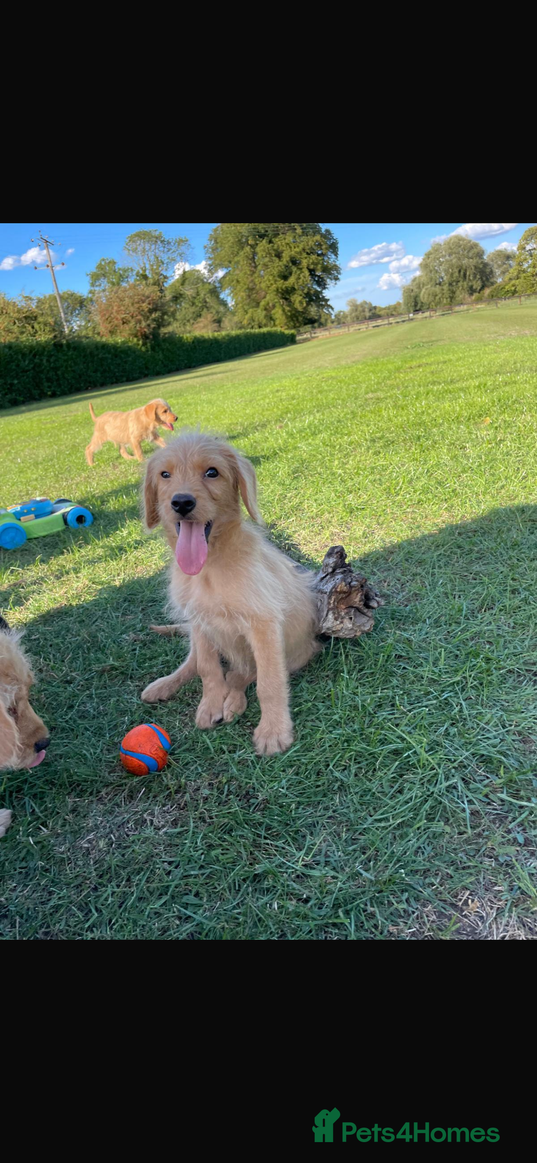 Mini Goldendoodle dogs for sale: F1 Goldendoodle puppies  - Image 4