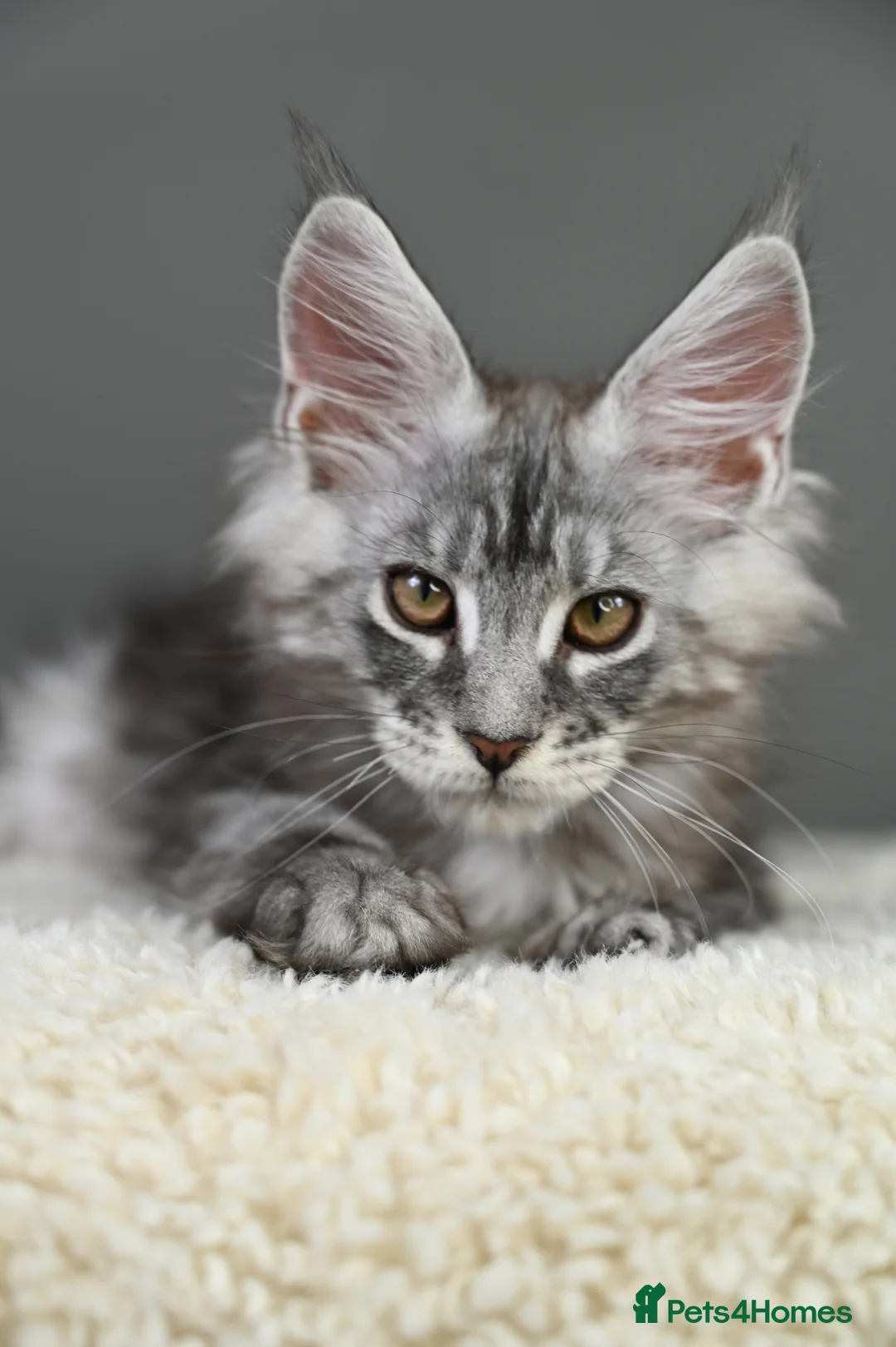 Maine Coon cats for sale: 3 Unique Kittens available - TICA registered  - Advert 26
