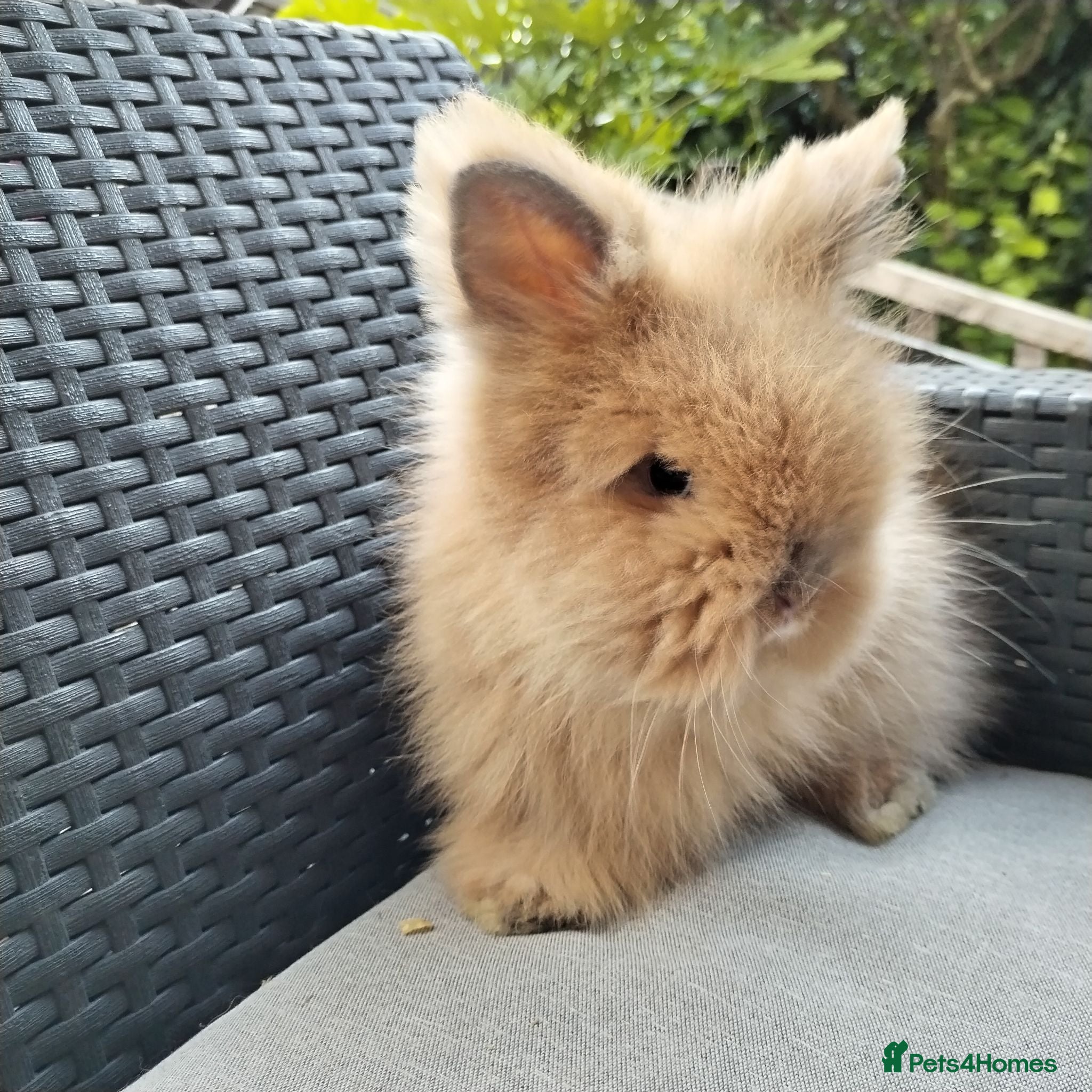Lionhead rabbits Lionhead double maned - Advert 14