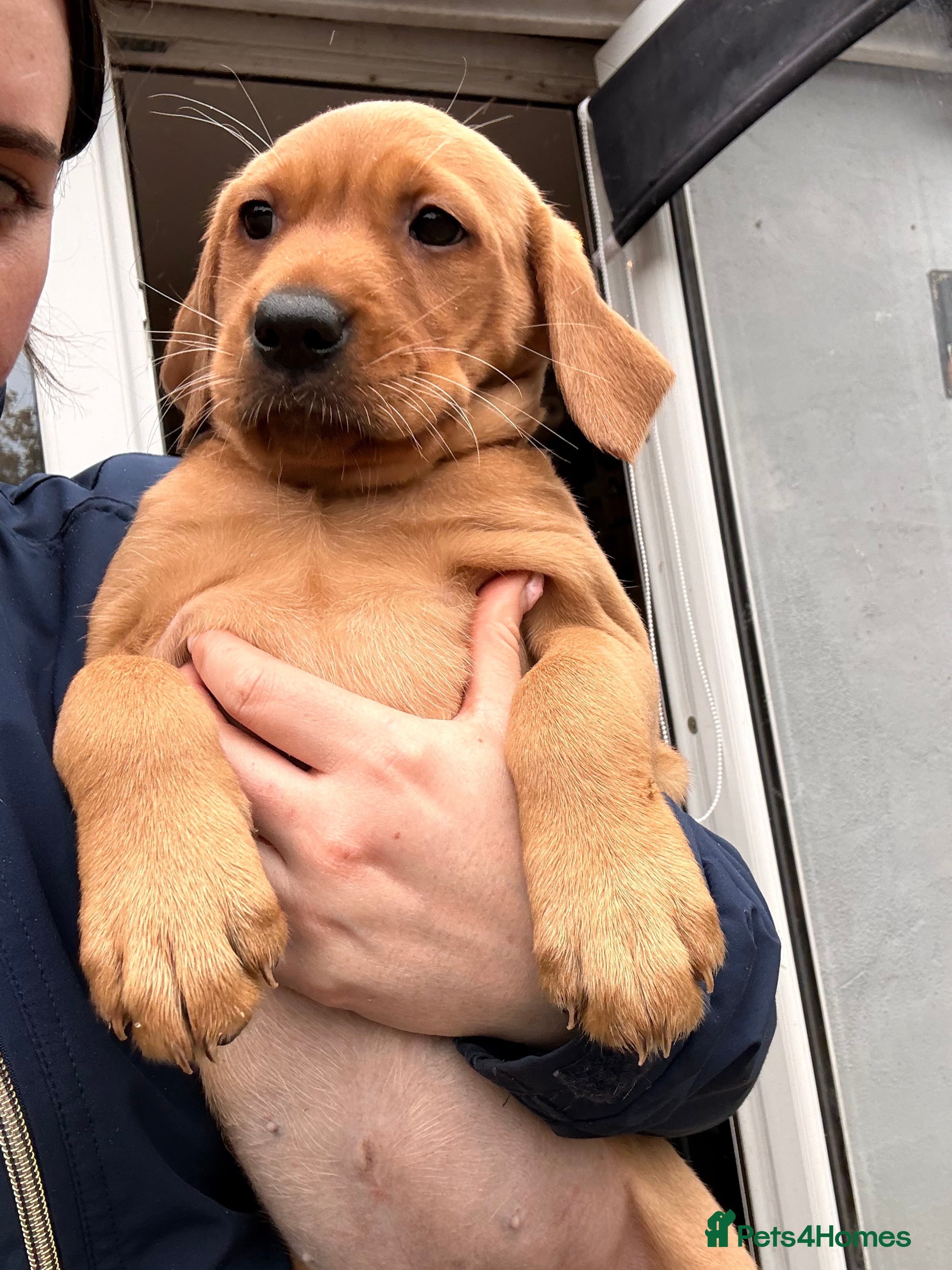 Labrador Retriever dogs  🐾❤️ KC Registered Fox Red Labrador Puppies 🐶✨ - Advert 1