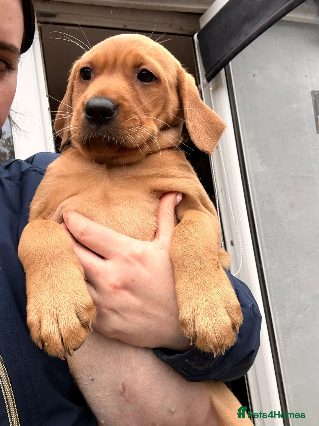 Labrador Retriever dogs for sale:  🐾❤️ KC Registered Fox Red Labrador Puppies 🐶✨ - Advert 1