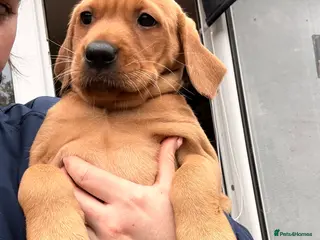 Labrador Retriever dogs 🐾❤️ KC Registered Fox Red Labrador Puppies 🐶✨ - Advert 1