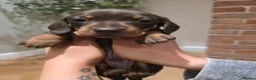 Miniature Dachshund dogs for sale: Mini Dachshund Chocolate/Tan Boy - KC Registered - Advert 1