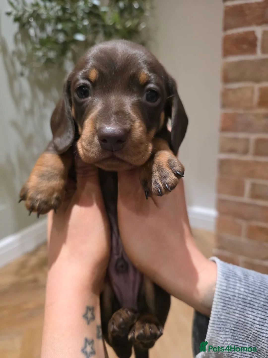 Miniature Dachshund dogs for sale: Mini Dachshund Chocolate/Tan Boy - KC Registered - Advert 1