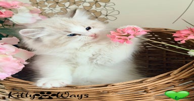 Ragdoll cats - Advert 2