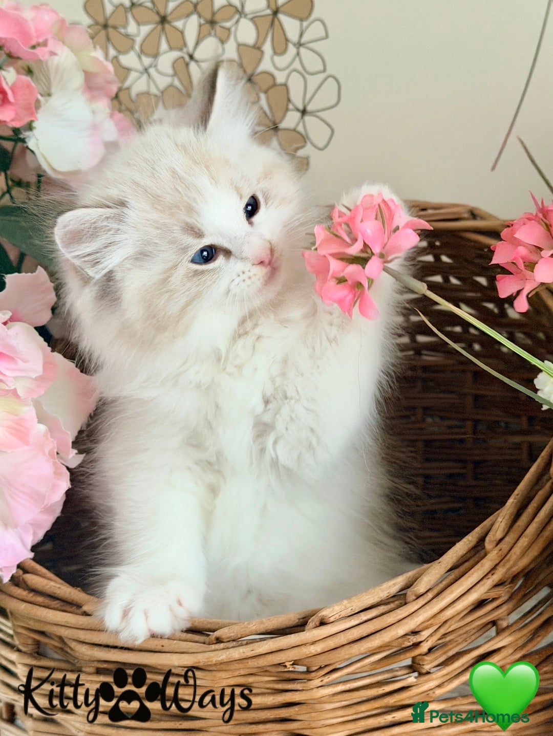 Ragdoll cats for sale: 🐾🩷*TICA REG* LYNX TABBY EU RAGDOLL KITTENS🩵🐾 - Image 3