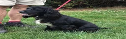 Cocker Spaniel dogs for sale: Gorgeous little working cocker spaniel girl - Advert 8