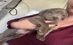 Labrador Retriever dogs for sale: Stunning silver Labradors  - Image 14