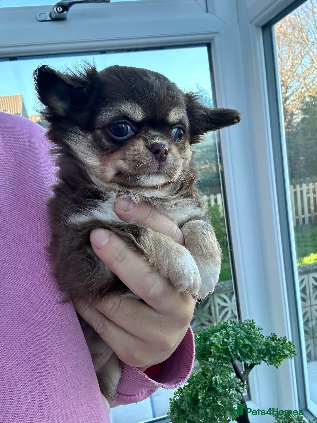 Chihuahua dogs for sale: KC LONG COAT CHIHUAHUAS  - Advert 6