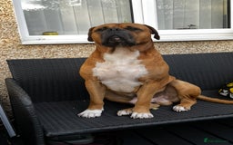 Boerboel dogs for sale: 🐾 Beautiful Boerboel Puppies 🐾  - Advert 6