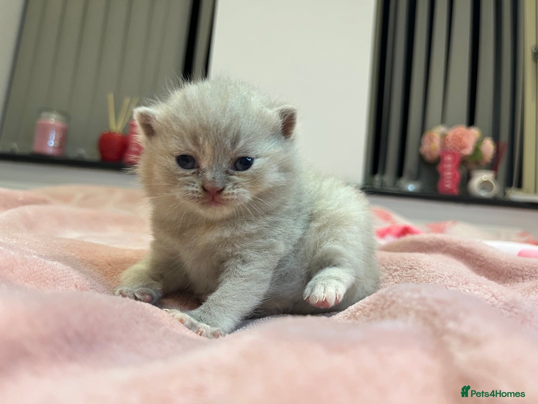 Brazilian Shorthair cats for sale: Pedigree British Shorthair Kittens Golden & Lilac - Image 16