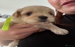Maltipoo dogs for sale: Beautiful Male Maltipoo F1 Pups - Image 33