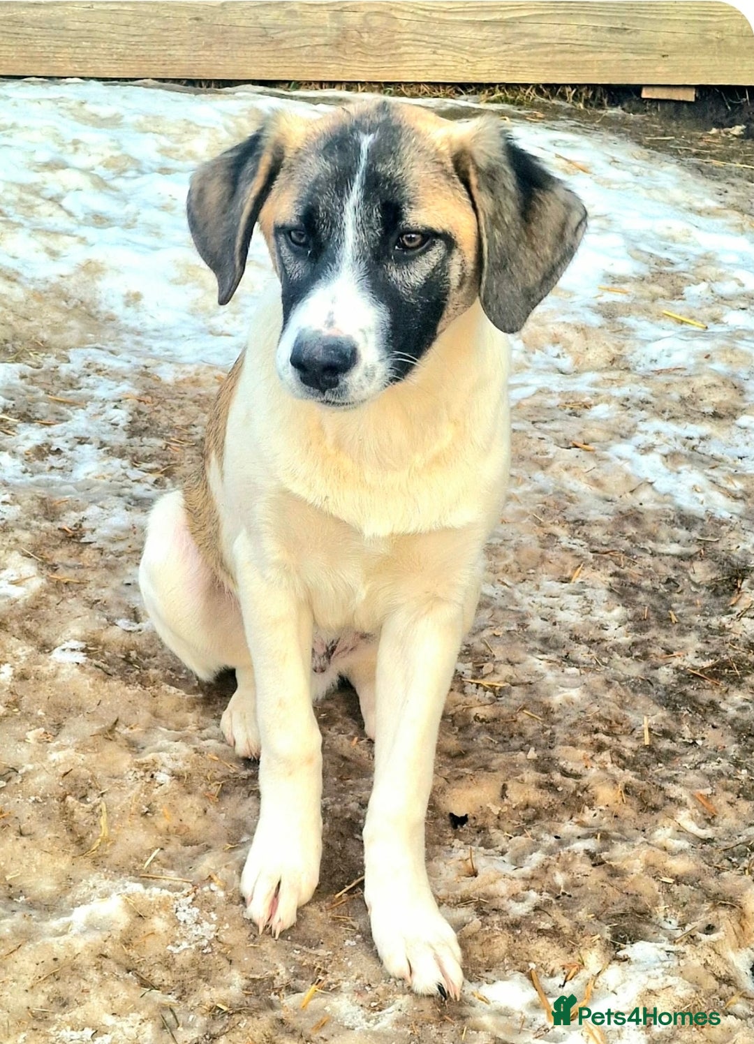 Mixed Breed dogs for adoption: DAVE (FOSTER TO ADOPT)  - Advert 4