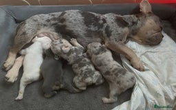 French Bulldog dogs for sale: French Bulldog Fur Babies  - Image 2