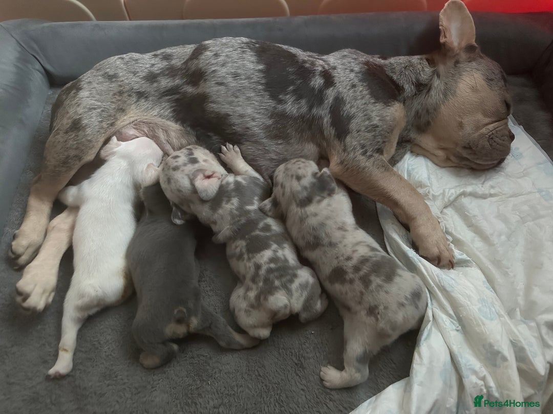 French Bulldog dogs for sale: French Bulldog Fur Babies  - Image 2