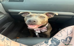 American Bull Staffy dogs for sale: Meet Sugar  - Image 5