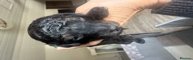 Black and Tan phantom