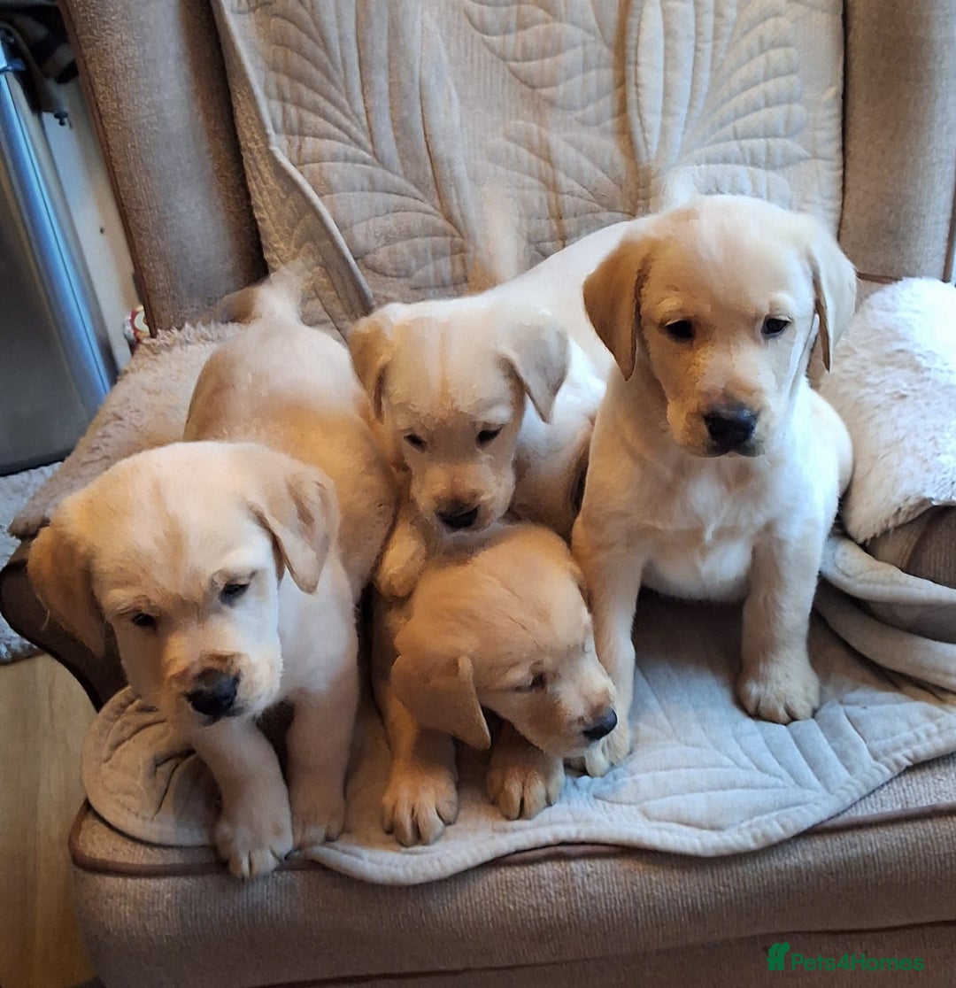 Goldador dogs for sale: Goldador puppies  - Advert 2